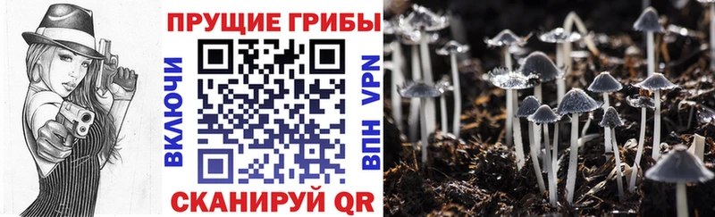 Псилоцибиновые грибы MAGIC MUSHROOMS Юрга
